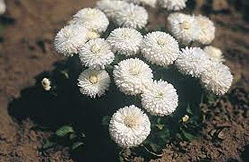 Bellis- pâquerette (Bellis perennis super Enorma) - Blanc - 100 graines