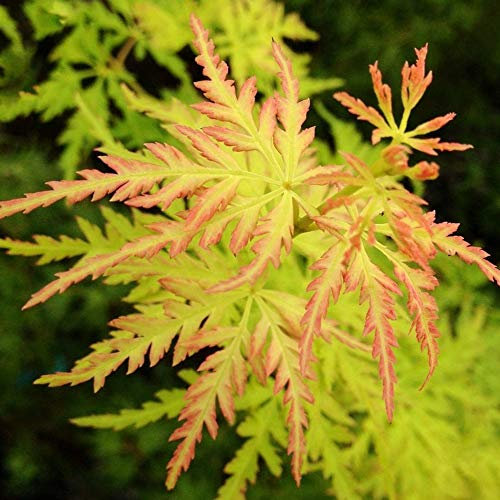 Acer palmatum Seiryu | Érable japonais Petite plante de jardin à feuilles caduques Arbuste en pot