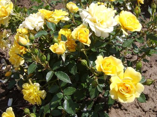 ‘Excellent Cover’ – Yellow Groundcover Rose – 4L Potted