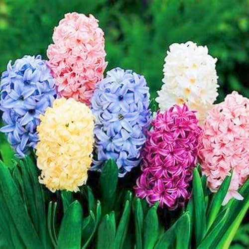 Hyazinthenzwiebel Winterhart MehrjäHrig Hyazinthen Pflanzen Winterhart,Hyazinthen Rhizome Hyazinthe Kaufen,Gärten Geschenk bereit MehrjäHrige Knollenpflanze Im Topf Pflanzen-8zwiebeln-d