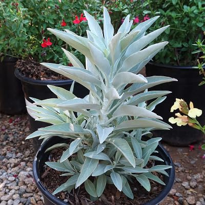 50 semi di salvia apiana bianca
