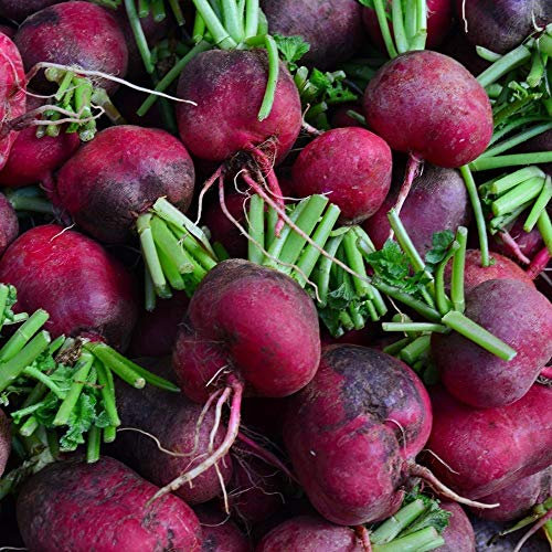 Radis Malaga Graines - Raphanus sativus - 425 graines