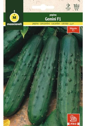 Mascarell Semillas, PEPINO, Semillas Huerto, PEPINO GEMINI F1, Crea tu Propio Huerto Urbano y Cultivo en Casa, Plantas Hortícolas, 0,75 Gramos
