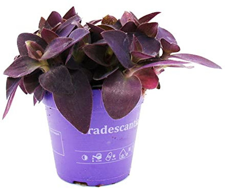 exotenherz - Trimasterblume Tradescantia pallida Plante d'intérieur à suspendre facile d'entretien Feuille rouge Pot de 12 cm Violet