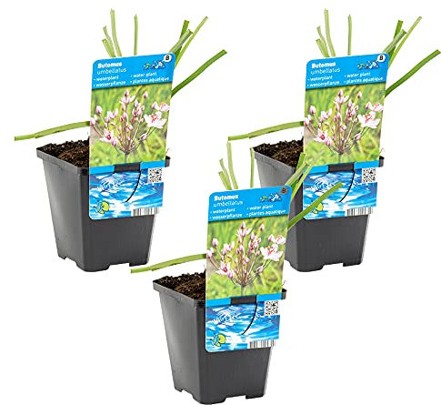 Bloomique - 3er Set - Butomus Umballatus - Schwanenblume - Teichpflanzen Winterhart - Wasserpflanzen - Zone 2-3 - Höhe 10-20 cm - Topf 9 cm