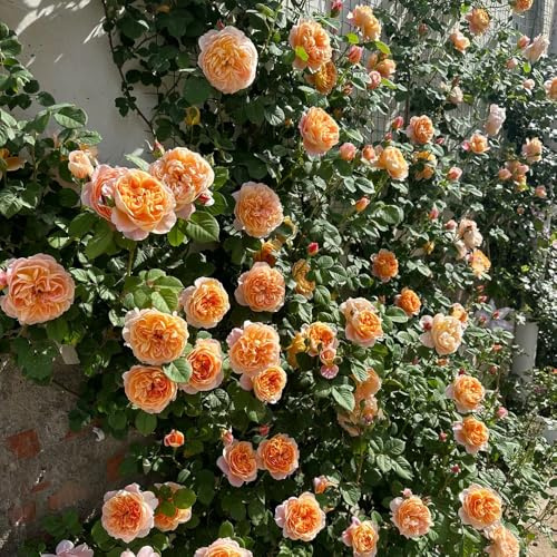 rosal - Rosa chinensis - variedades orgánicas tradicionales de balcón Parterres elevados el jardín jardín de en el balcón decoración sala estar en 1000semillas