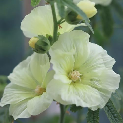 malvarosa - Alcea rosea - tappezzante, perenne resistente semi di malvarosa aromatiche per aiuole rialzate selvatici da balcone semi di giardino 900semi