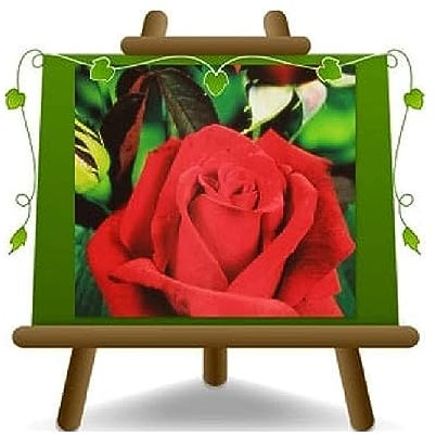 Rose Nobili Grandes Fleurs 8-10cm - Hybride de Thea Erotika - Vase 19x19cm 6 litres - Age 3 ans