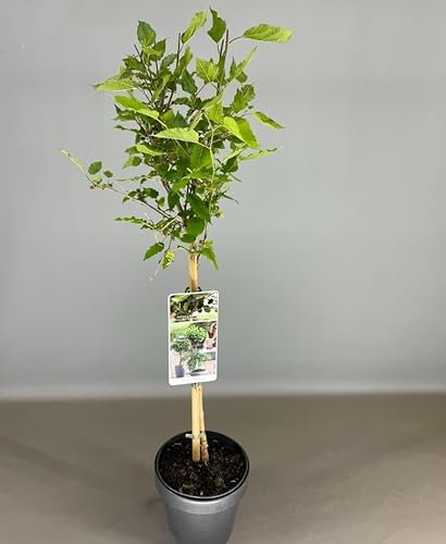 Morus rotundiloba mojo Berry - Mulberry Tree - in 18 cm Pot - 85cm Height - Tasty Berries - Fruit Tree