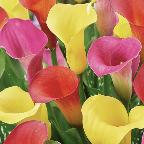 Bloomique Mélange de 3 : calla, lys calla, mélange de couleurs, bulbes à fleurs, fleurs d'été, plantes de jardin, jusqu'à 35 à 55 cm