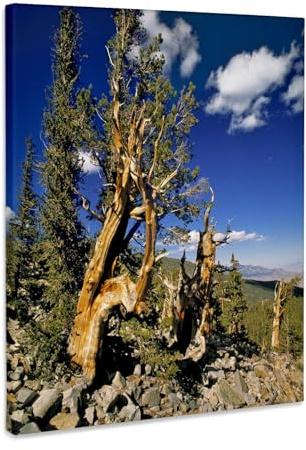 3dRose Nevada, Great Basin NP. Bristlecone pines - US29 RER0006 - Ric Ergenbright Museum Grade Canvas Wrap 16x20