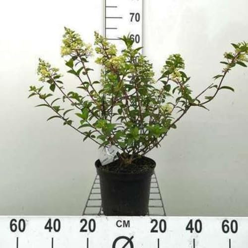 Hydrangea pan. 'Sundae Fraise'® - Hortensia Paniculé 40-50 cm en pot