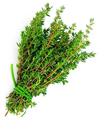 Thym 1000 graines Thymus vulgaris