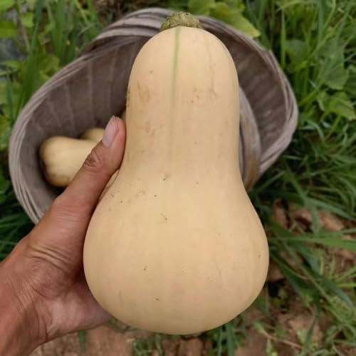 Semillas de calabaza orgánicas, de jardin Semillas de calabaza ornamentales, semillas de invierno semillas de regalos sostenibles 20pcs