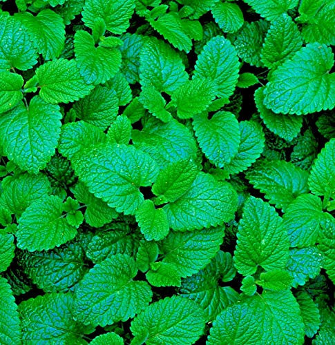1500 Seeds of Herb Lemon Balm Melissa