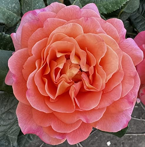 'Rachel' - Fragrant Pink & Peach Blooms - Potted Hybrid Tea Rose