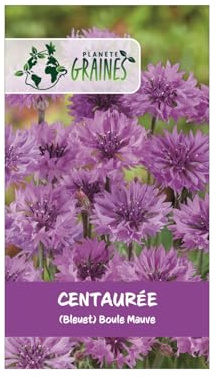 50 graines de fleurs centaurée cyanus 'mauve ball' — bleuet violet intense double annuel pour jardins champêtres, massifs et fleurs à couper