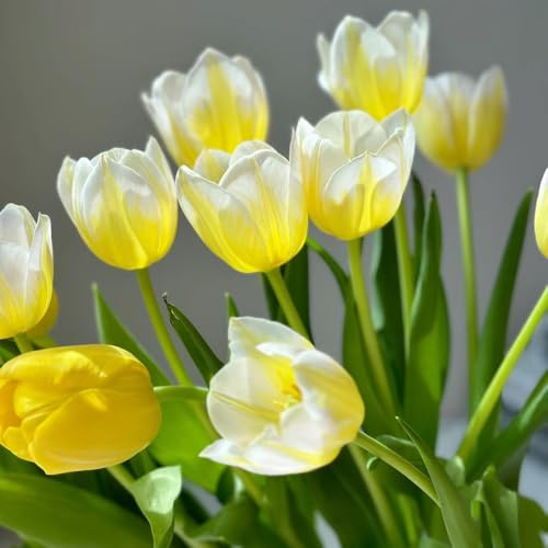 Bulbi di tulipani, da balcone acquistare bulbi di tulipano, Le da giardino sono 3pcs