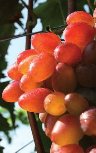 Vitis vinifera Sladuschka kernlose rote Weintraube Weinrebe Tafeltraube