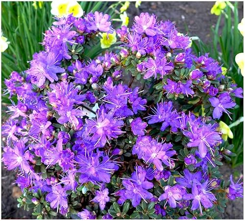 GrowOn Shrubs [x2] Dwarf Rhododendron Japonica 'Fastigiatum' | Multi-Pack | Evergreen Shrubs | Outdoor Garden Ready Plants | Spring Flowering | Violet Flowers