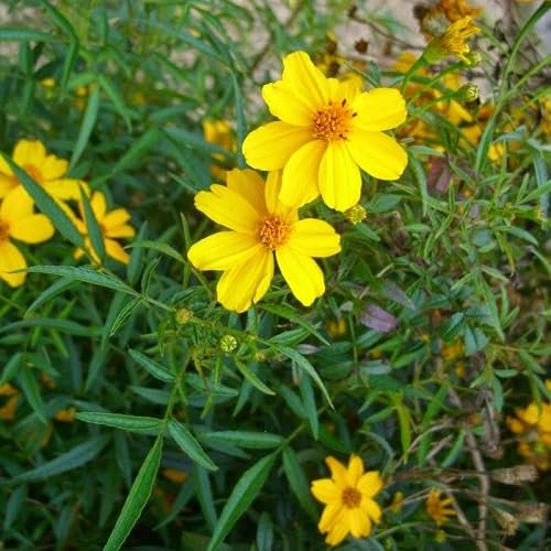 20pcs Tagetes lemmonii graines de fleurs de souci jaune