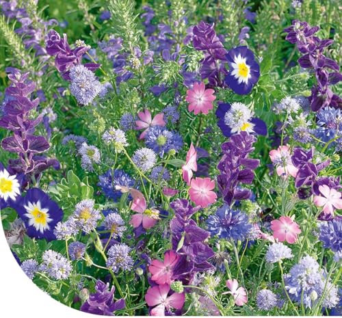 Fleurs d'été et graines de fleurs : mélange de tons bleus - 50 g pour 25 m² - 25 variétés de fleurs différentes - Attractif pour les insectes pollinisateurs