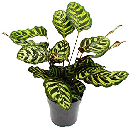Calathea Makoyana Pot de marante en osier 14 cm