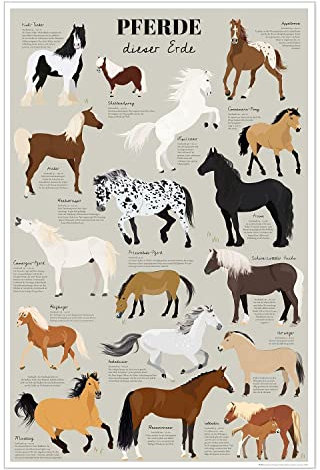 Close Up Pferde Dieser Erde Poster Die bekanntesten Pferderassen Lernposter 61 x 91,5 cm