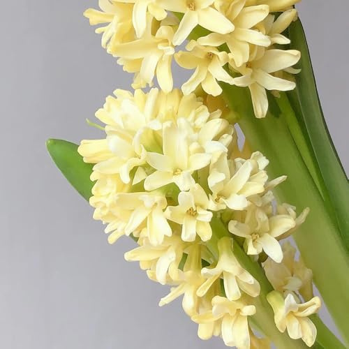 5bulbos de jacintos perennes resistentes - jardín, jacintos de uva, jacinto de perennes, resistentes, primavera