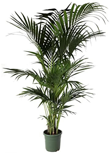 Kentia in vaso Ø24 Cm./H 200 Cm Pianta Vera.