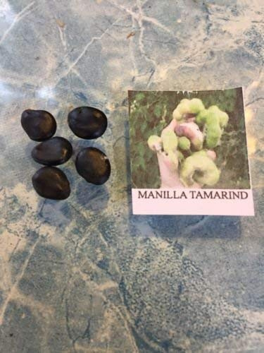 5 semi di manilla i semi di tamarindo