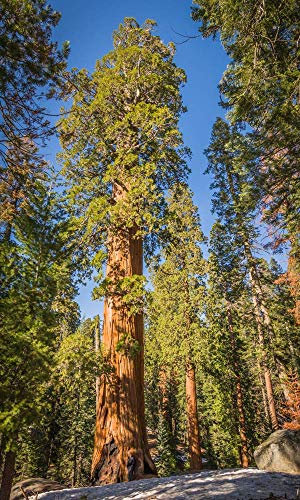 Sequoia 10 Semi (Sequoia sempervirens)