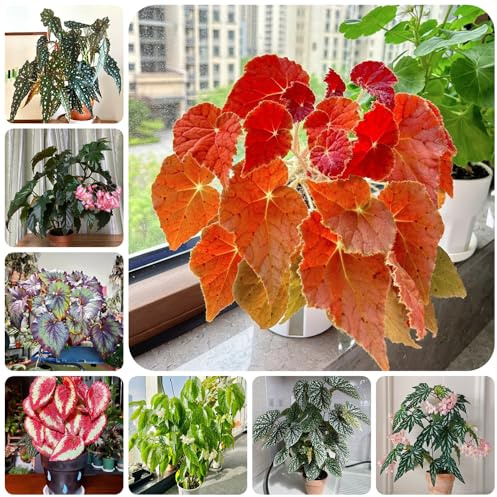 semi di begonia balcone con serra interna decorazioni da giardino per esterni d'appartamento esotiche rampicanti in vaso Aiuole rialzate per il giardino serre da balcone 85pcs