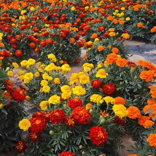 caléndulas, tagetes - semillas de de balcón jardín semillas tapizantes resistentes al invierno resistentes en 160semillas