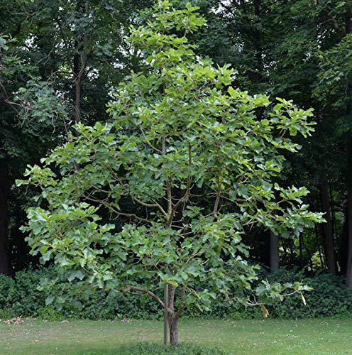 Japanische Kaisereiche Carl Ferris Miller 40-60cm - Quercus dentata - Gartenpflanze