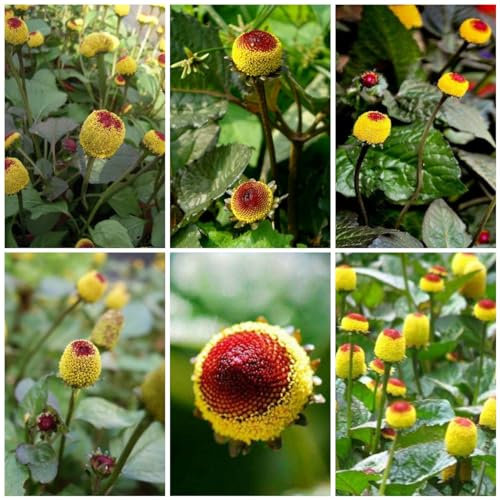 500 pcs parakresse samen - blumensamen mehrjährig, gartengeschenke (Acmella oleracea) wildblumen, winterharte stauden kräuter samen, saatgut gartenblumen, winterharte pflanzen blumen
