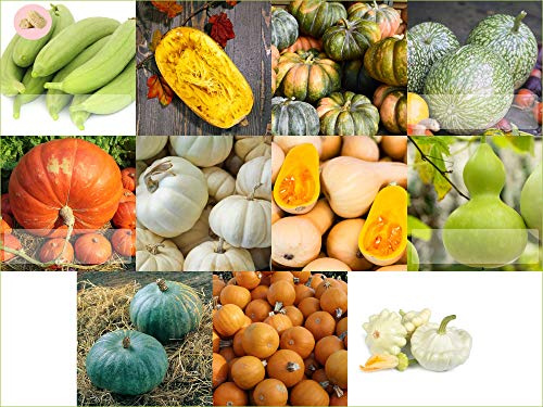 Prademir Juego de 11 semillas de calabaza, diferentes semillas de calabaza, para cultivo de jardín y balcón, invernadero, semillas de verduras