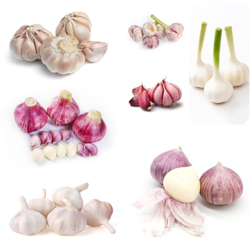 semillas de ajo orgánica ajo en resistentes ajo de invierno de orgánicas, balcón, jardín 250pcs