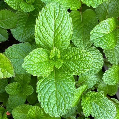 Semi di menta piperita menta piperita esotica semi di coltivazione giardino verdi balcone resistenti 400pcs
