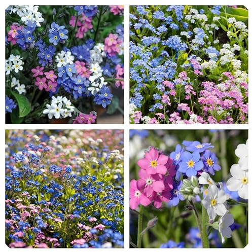 Semi Myosotis di Non ti scordar di me Myosotys Alpestris colori misti, Miosotis 500 Semi, per Vaso e Giardino, Forget me not seeds miosotide