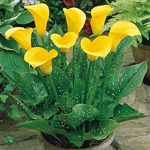 50 Zantedeschia aethiopica, gigante giallo Semi Calla Lily. Semi giallo calla