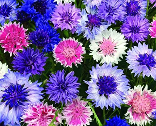 Cornflower Frosty Mix Finest Annual Seeds A Hardy and Attractive Easily Grown Dwarf Cottage (1300 Seeds)