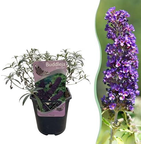 Cespuglio delle farfalle - Buddleja davidii Black Night - Fiore viola - 1 Pianta - Deciduo - Attira le farfalle - 25cm - Ø18cm - Pianta da giardino