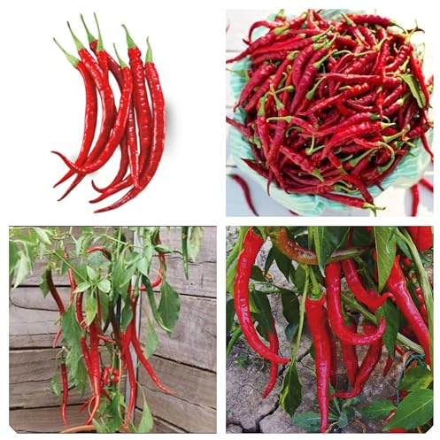 Semi di Peperoncino Cayenna Lungo, Confezione da 100 Semi, Piccantezza Media, Peperone Piccante per Coltivazione