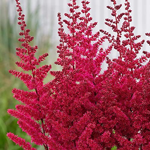 1 x Xtra Large Astilbe Red – Unique Color – Perennial – Darkest and Longest – Summer Flowering Bulb – for Your Beautiful Garden