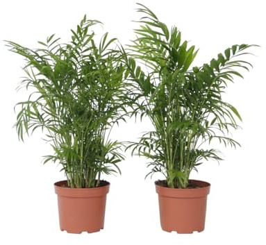 Plant in a Box - Chamaedorea elegans - Palma da salotto - Véritable plante d'intérieur - set di 2 - Pot de 17cm - Hauteur de 50-60cm