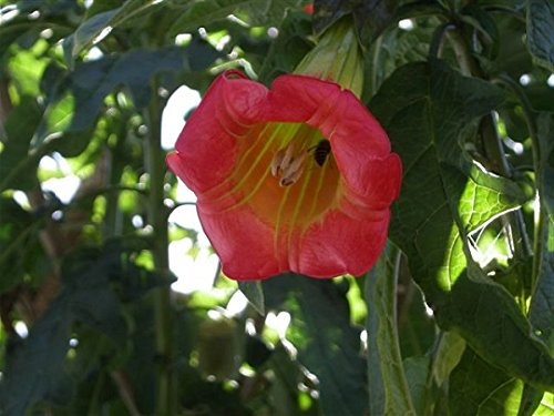 250 Semi diTree Brugmansia W100250 (Brugmansia sanguinea);Seeds Only