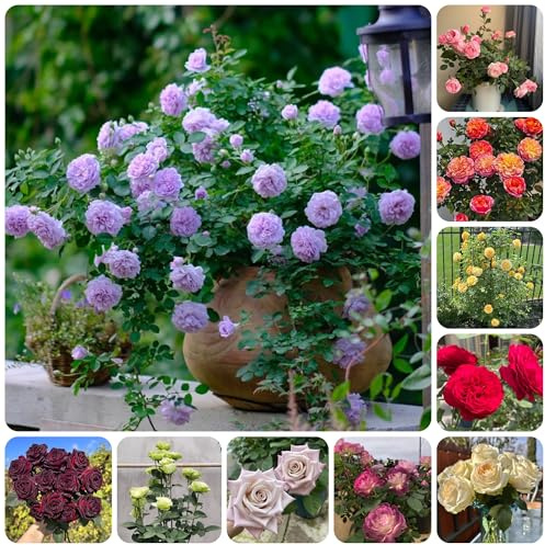 semillas de rosal resistente trepadoras, ornamentales, decoración de rosal trepador resistentes y fragantes de balcón 75pcs