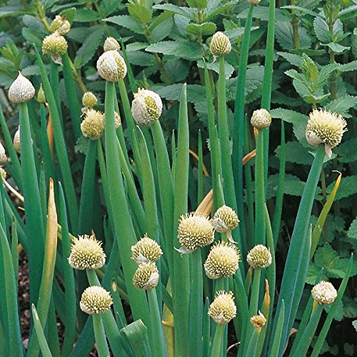 Welsh Onion - Allium fistulosum Perennial - 250 Seeds
