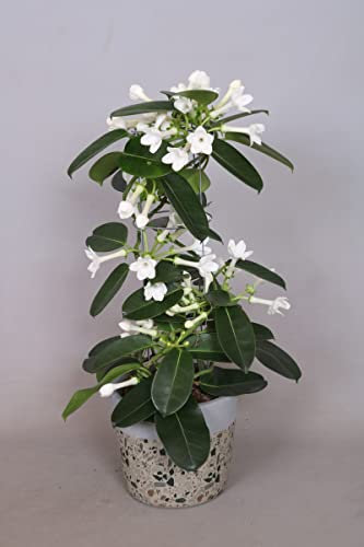 Evergreen Jasmine Plant - Stephanotis Floribunda Fragrant Wedding Flowers Climbing houseplant in 12cm Pot